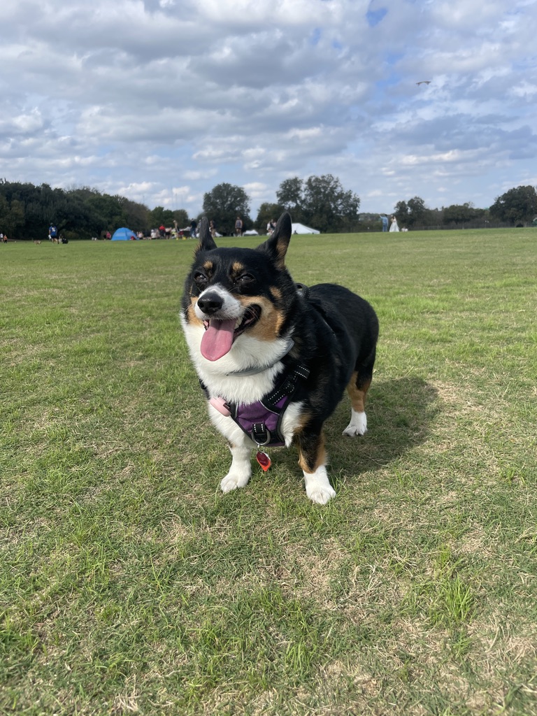 Taro